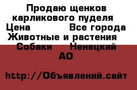 Продаю щенков карликового пуделя › Цена ­ 2 000 - Все города Животные и растения » Собаки   . Ненецкий АО